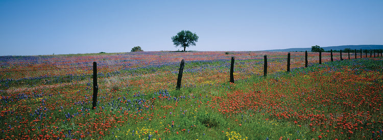 Texas Wildflowers
