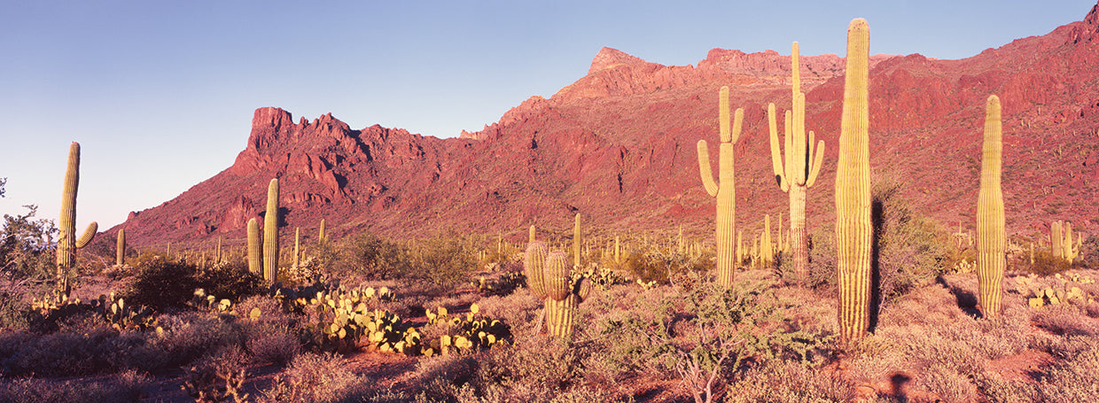Tarde de cactus Organ Pipe Lienzo