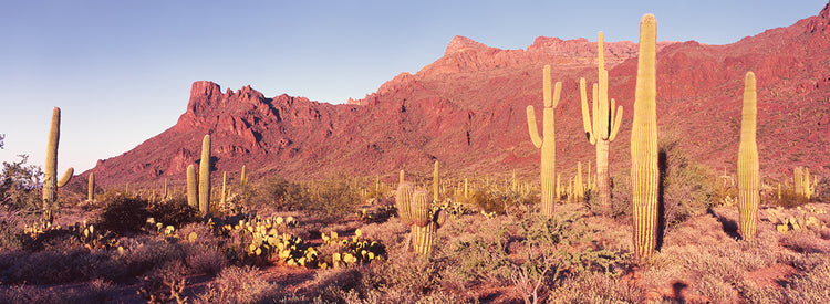 Tarde de cactus Organ Pipe Lienzo