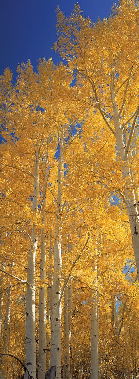 Yellow Aspens