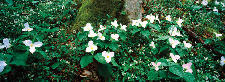 Flores silvestres de Trillium Lienzo