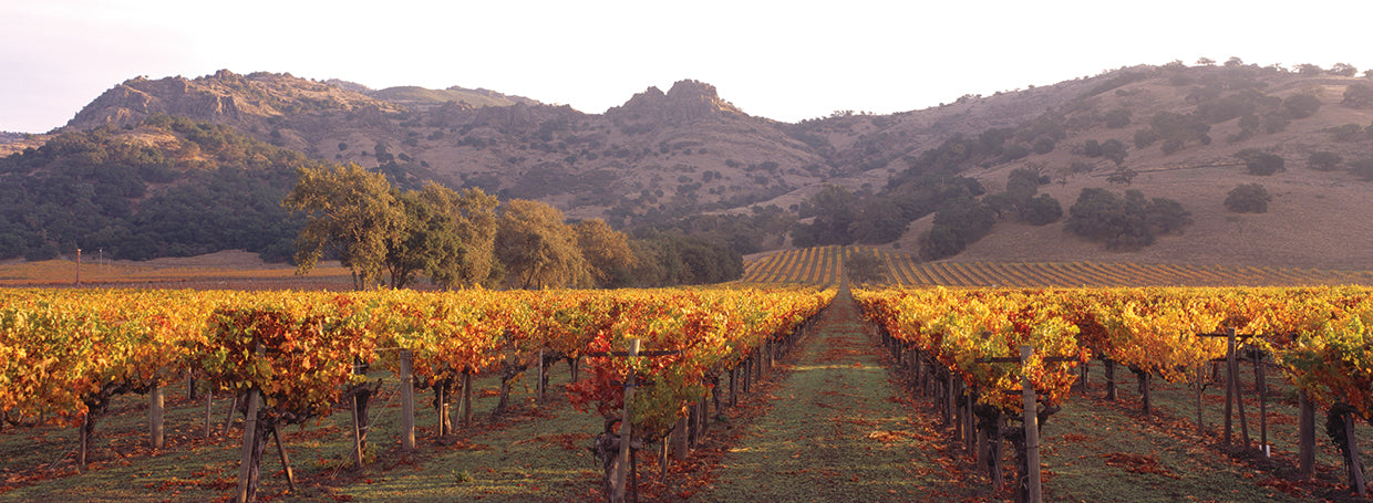 Tardes de Napa Lienzo
