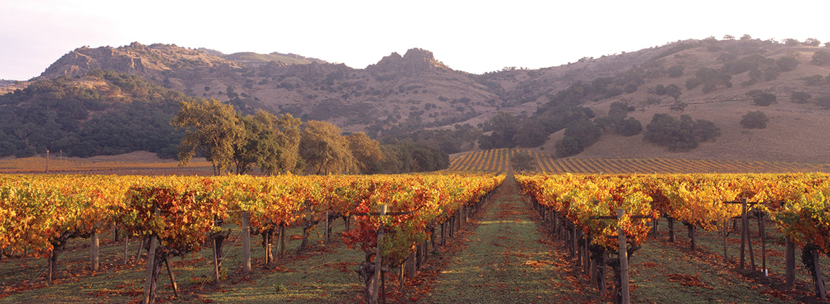 Napa Evenings