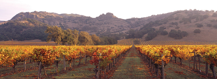 Tardes de Napa Lienzo