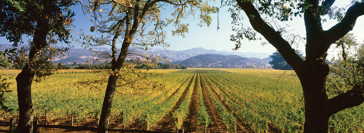 Lush Vineyard, Napa