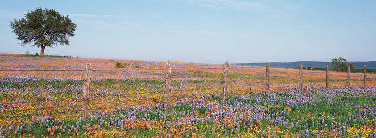 Texas Wildflowers Field