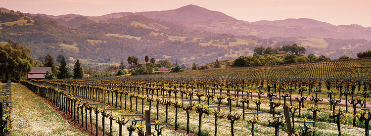 Viñedos de montaña Lienzo