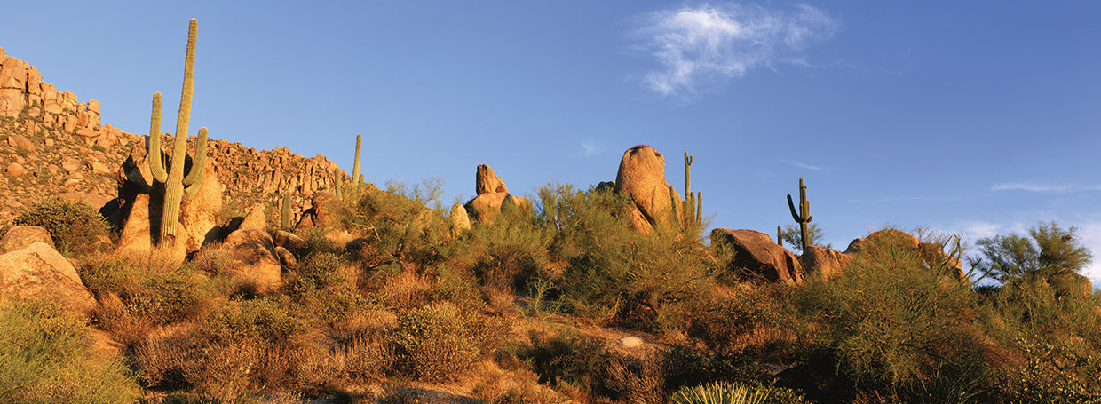 Saguaros de Sonora Lienzo