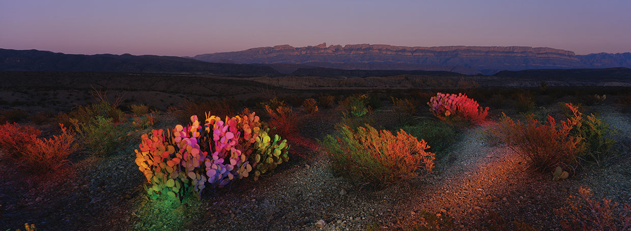 Flores de Big Bend Lienzo