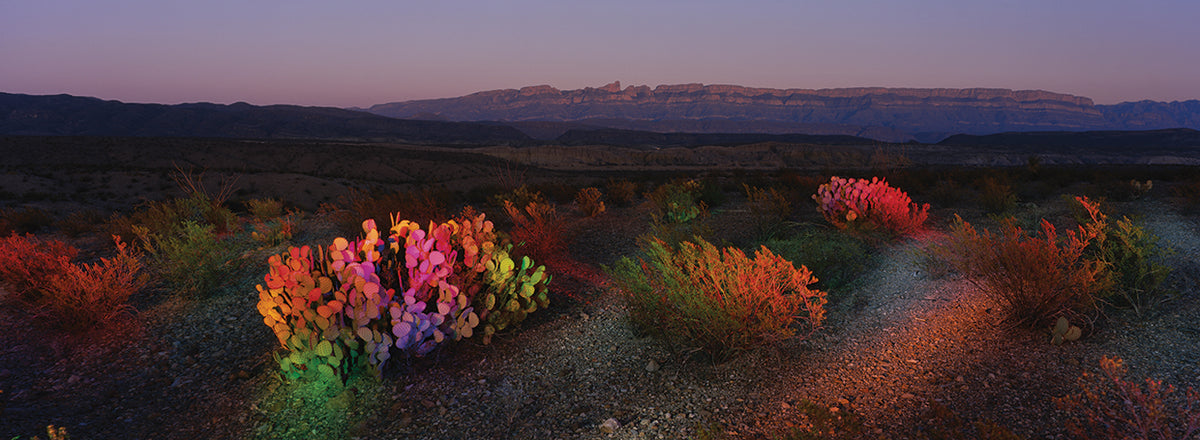 Big Bend Flowers