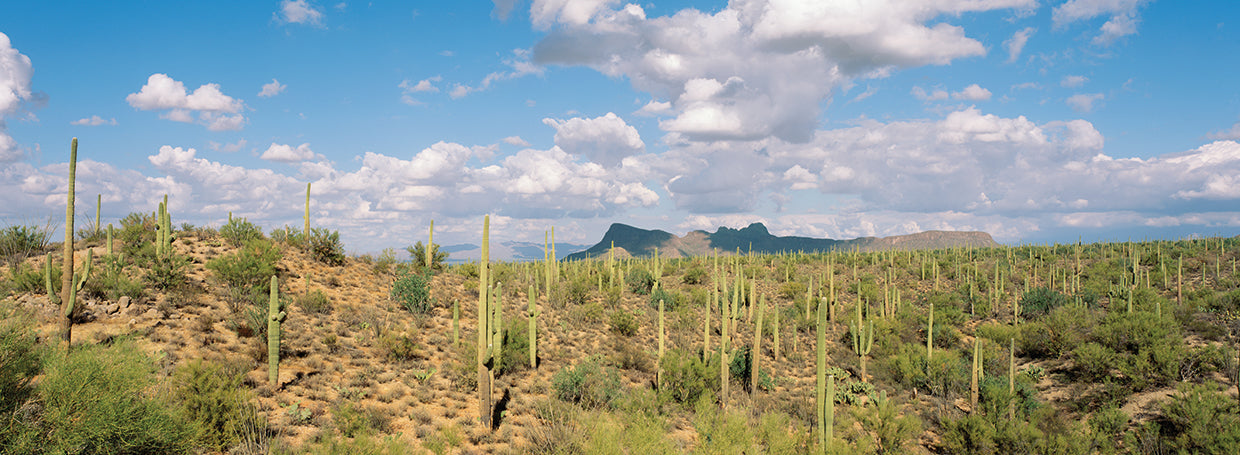 Cielos Saguaro Lienzo