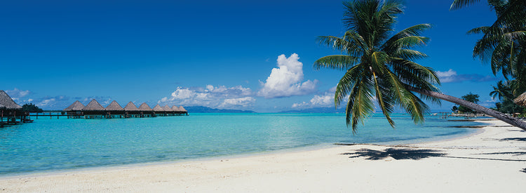 Palmas Bora Bora Lienzo
