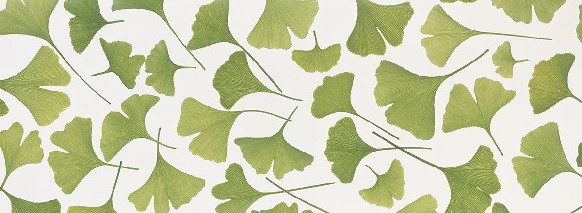Green Ginkgo Leaves