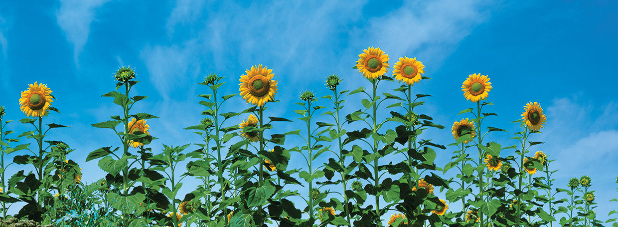 Sunflowers in Spain