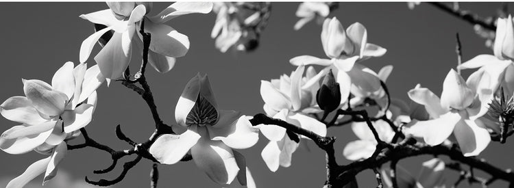 Magnolias asiáticas Lienzo