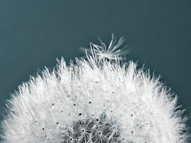 Dandelion Close Up