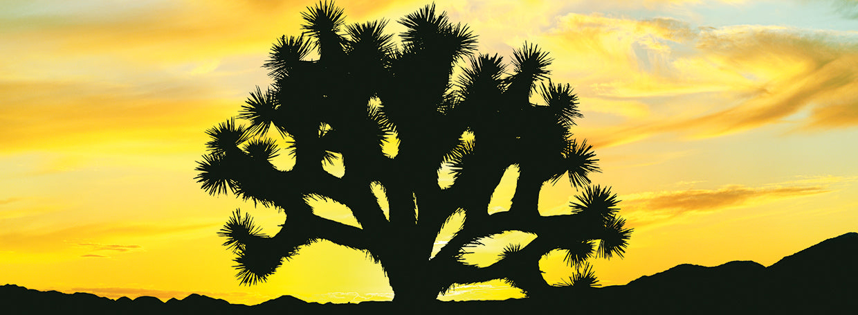 Cielos amarillos Joshua Tree Lienzo
