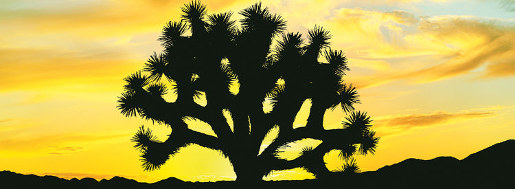Cielos amarillos Joshua Tree Lienzo