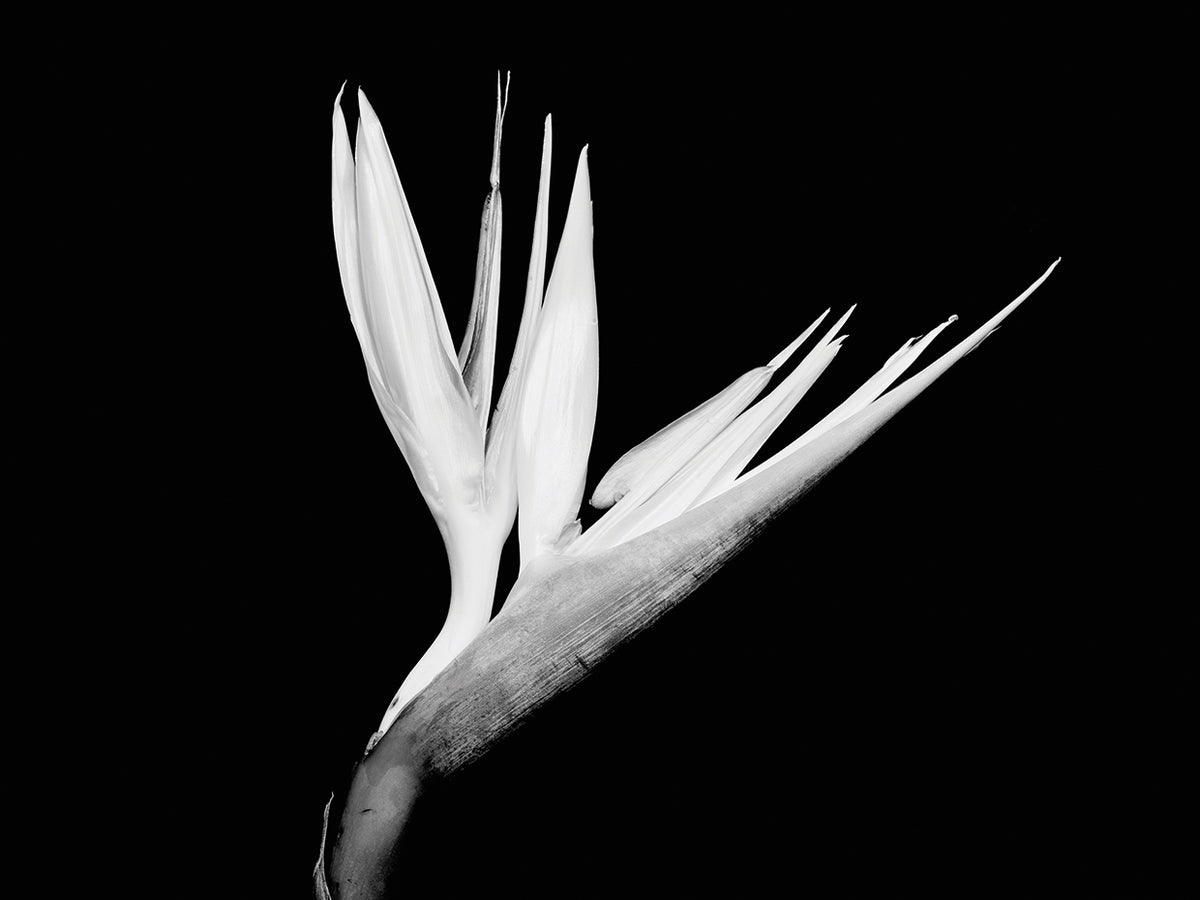 Bird of Paradise Opens