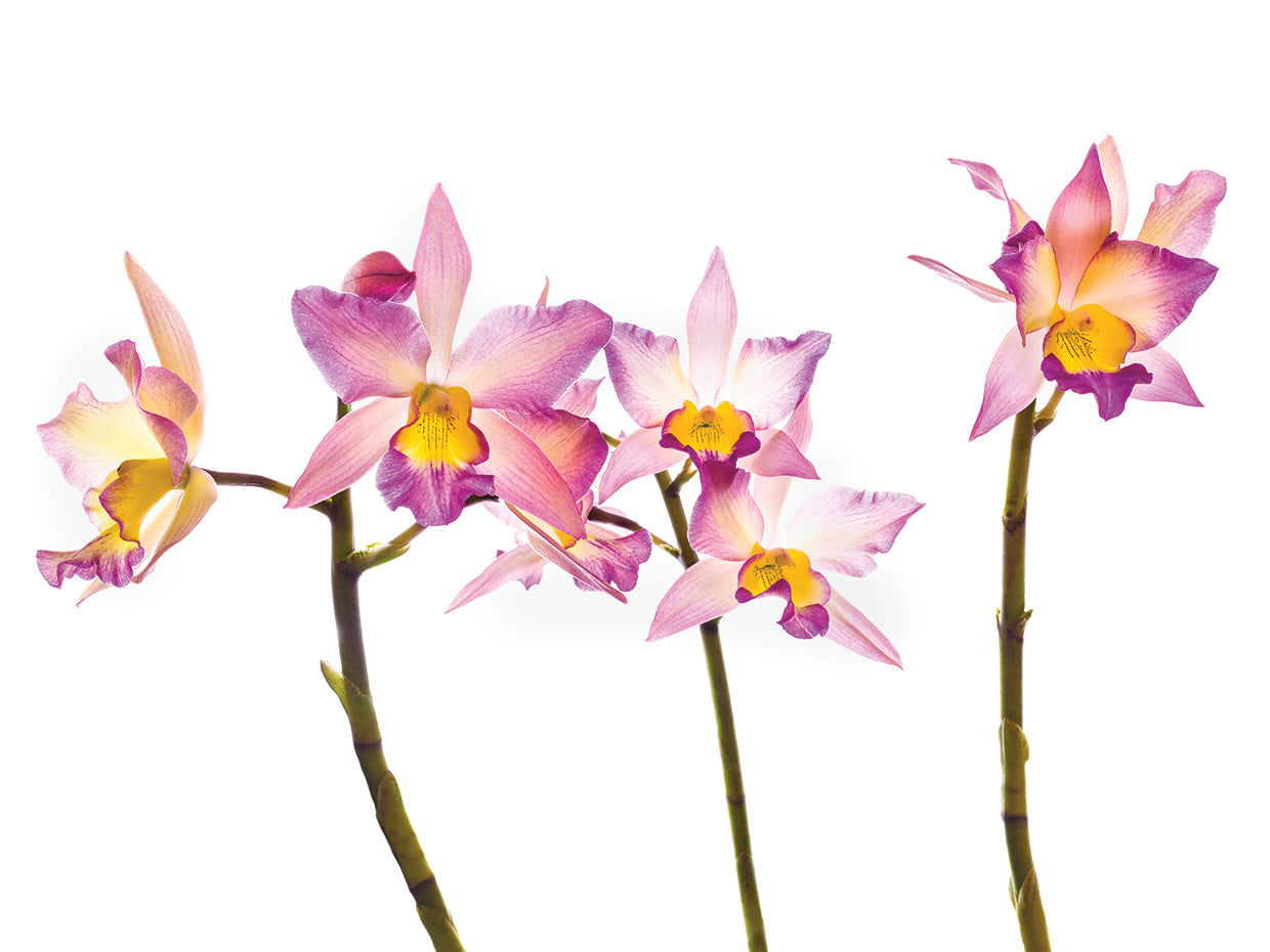 Orchid Dream