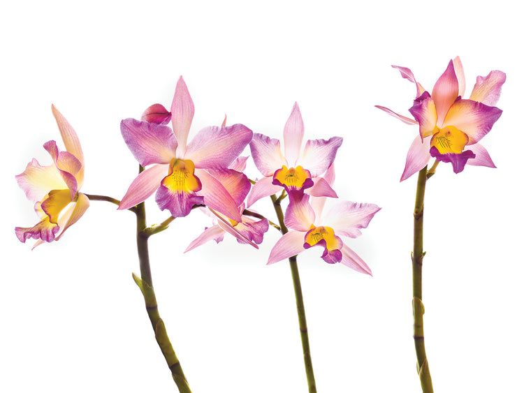 Orchid Dream