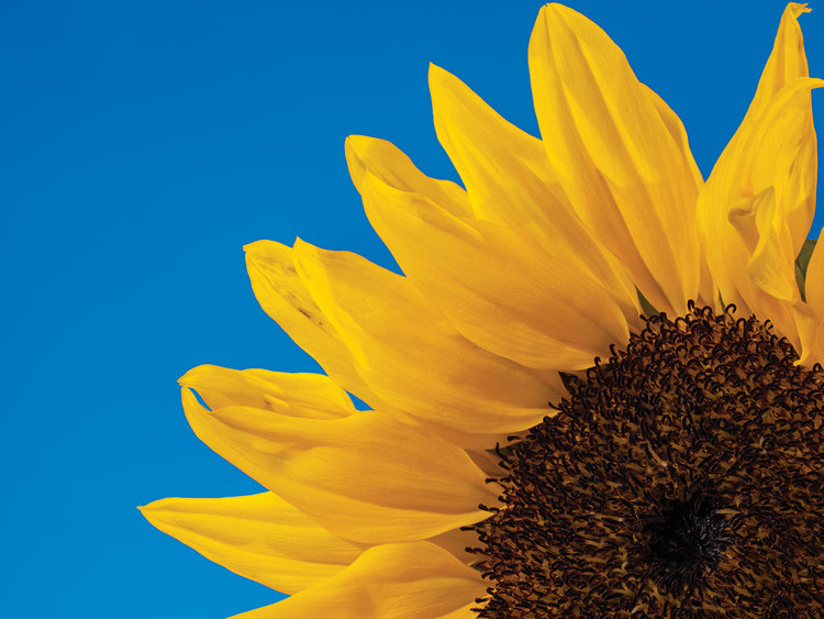 Pétalos de girasol Lienzo
