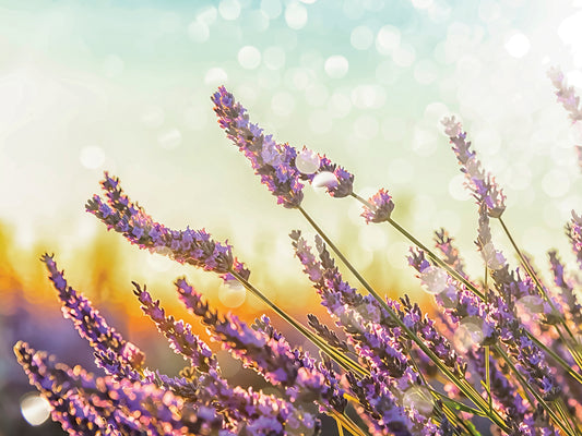 Sparkling lavender, Valensole, France