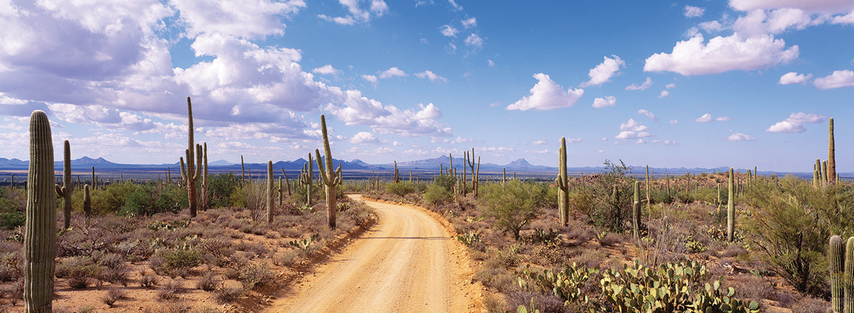 Caminos Saguaro Lienzo
