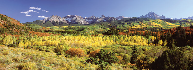 Sneffels Range Aspens