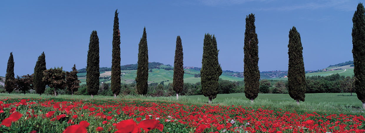 Poppies and Cypress Trees