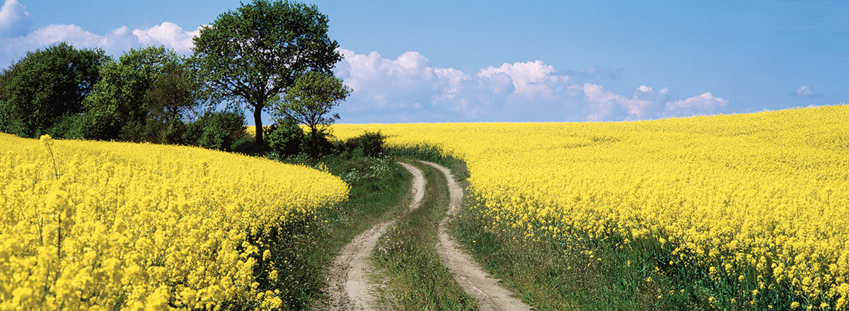 German Yellow Fields