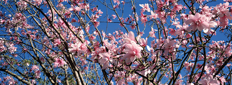 Magnolias de California Lienzo
