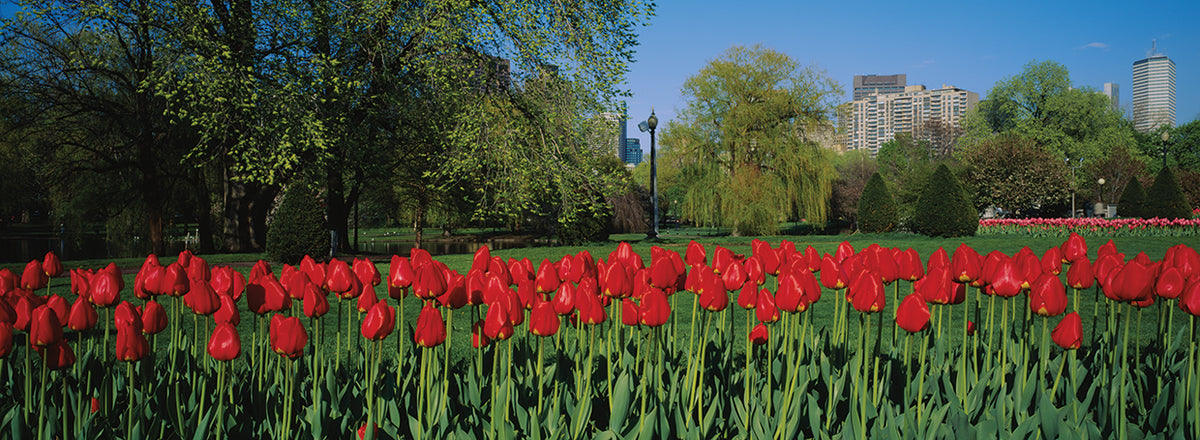 Boston Red Tulips