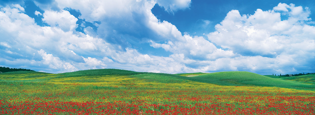 Tuscan Flower Fields