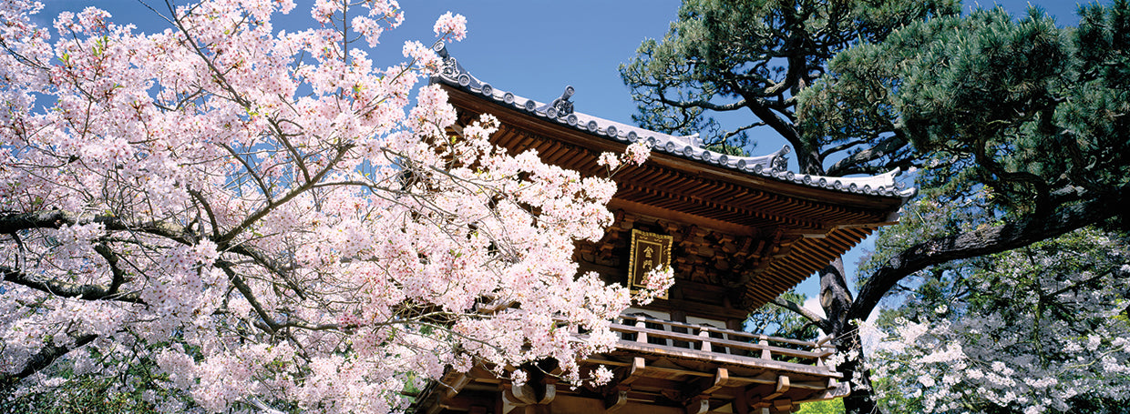 Flores de cerezo, Golden Gate Lienzo