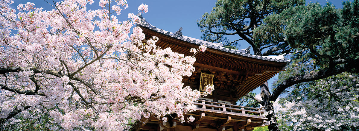 Cherry Blossoms, Golden Gate