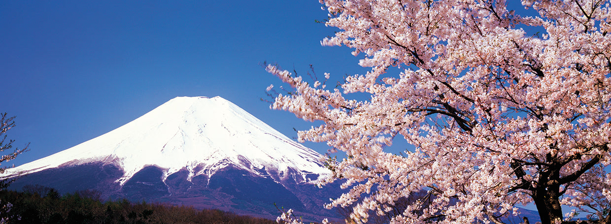 Flores de cerezo del monte Fuji Lienzo