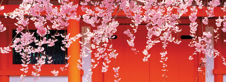 Flores de Kioto Lienzo