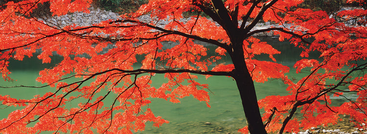 Leaves over Uji River