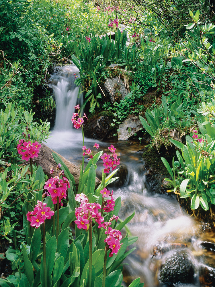 Cascada del bosque de Colorado Lienzo