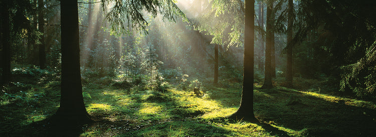 Luz del sol en el bosque sueco Lienzo