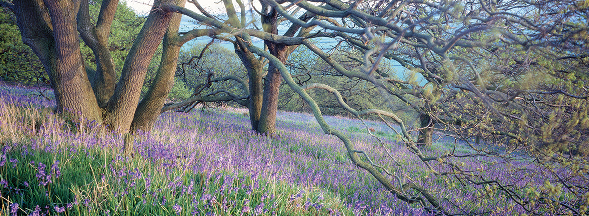 Bluebells in the Field