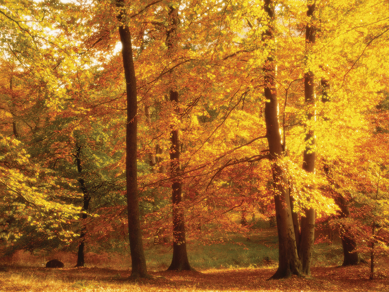 Autumn in Cumbria, England