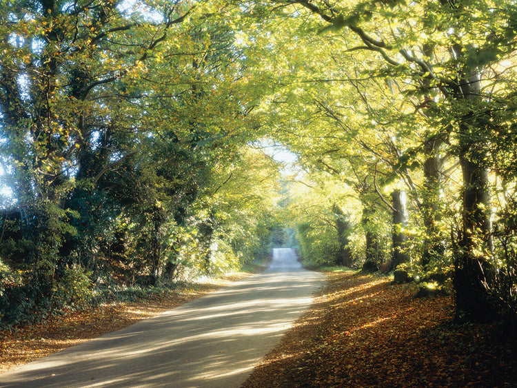 Cotswolds Country Lane