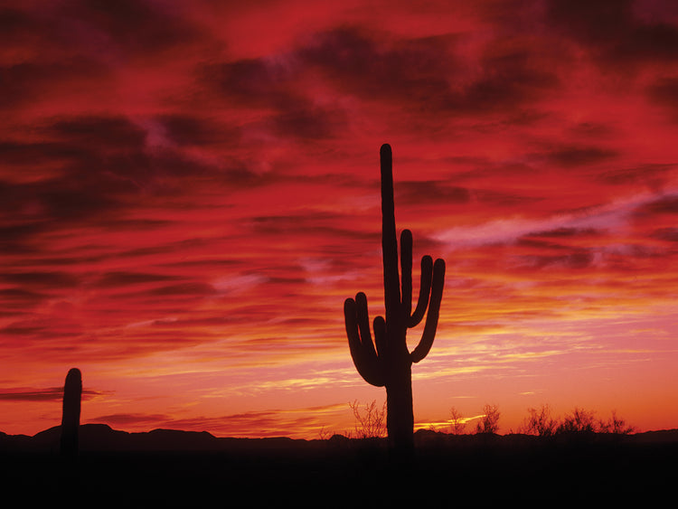 Organ Pipe at Sunset