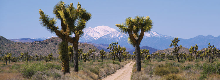 Camino del árbol de Josué Lienzo