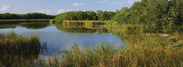 Estanque de los Everglades Lienzo