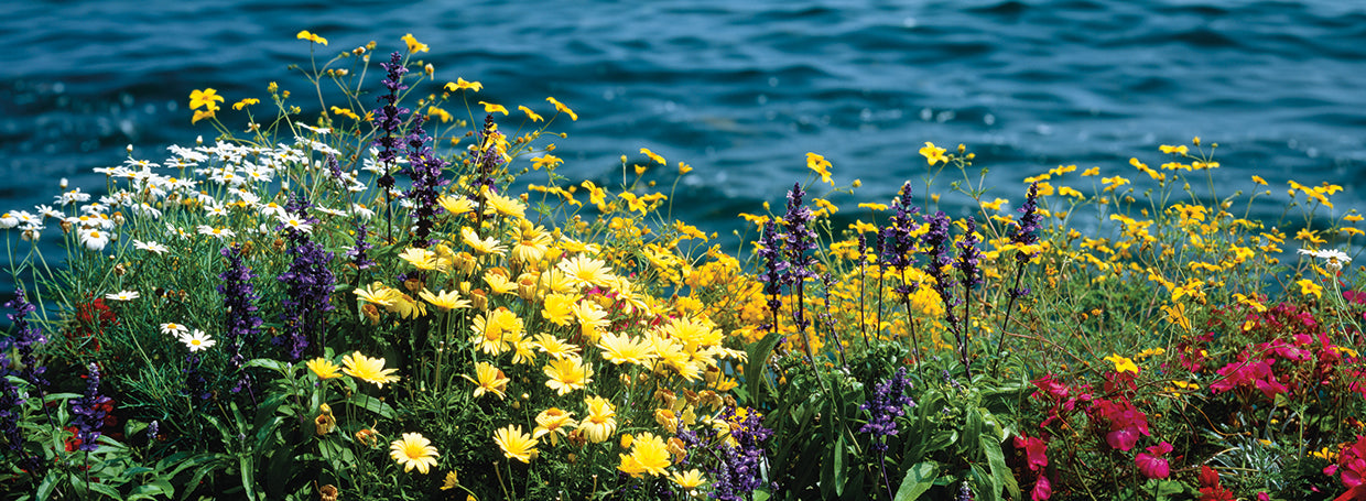 Flores de Suiza Lienzo