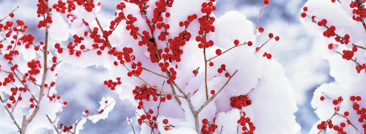 Nieve con arbol frutal Lienzo