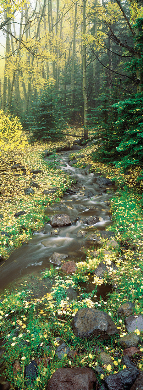 Rainforest Stream, Utah